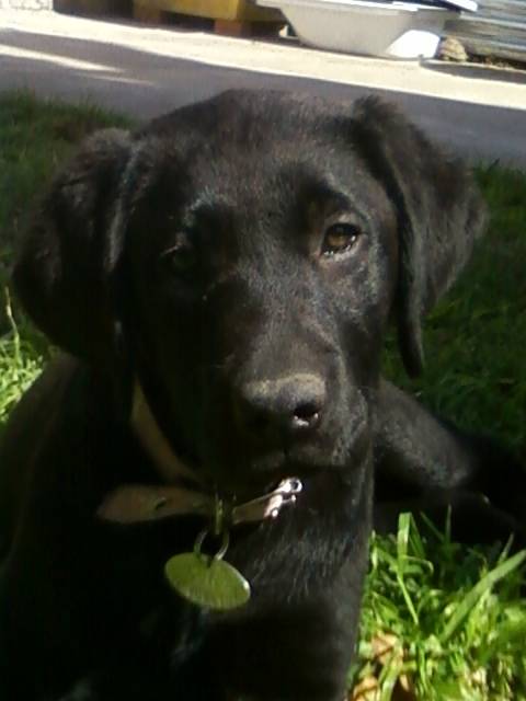 Cira - Labrador Retriever