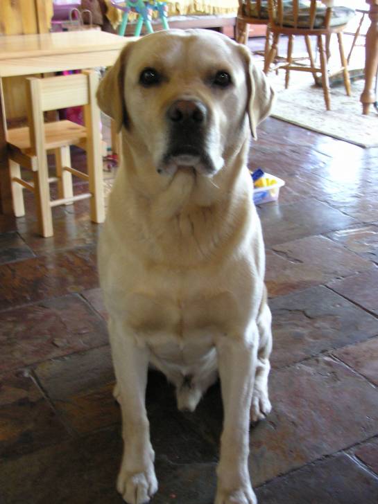 Winston - Labrador Retriever Mâle (13 ans)