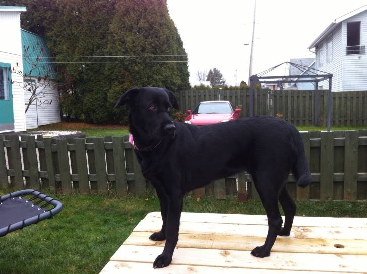 roxy - Labrador Retriever (2 ans)