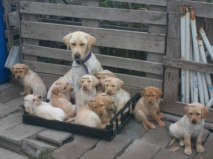 candy y perritos - Labrador Retriever (3 ans)