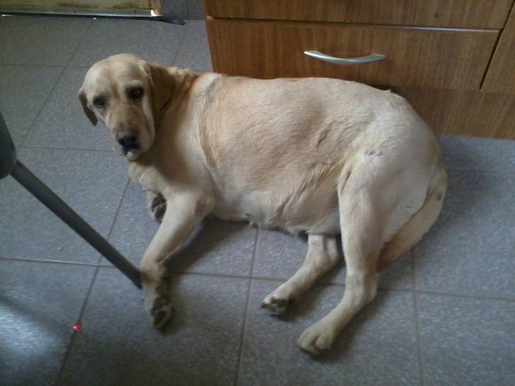 ABRIL - Labrador Retriever (10 ans)