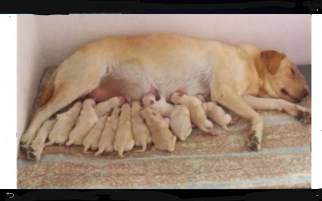 diana y sus cachorros - Labrador Retriever (4 ans)