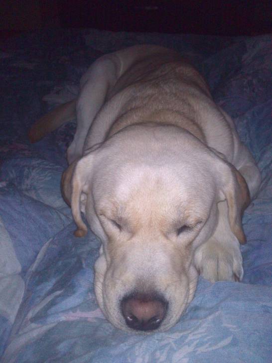 Grenade - Labrador Retriever (1 an)