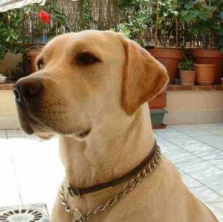 pulgas - Labrador Retriever Mâle (8 ans)