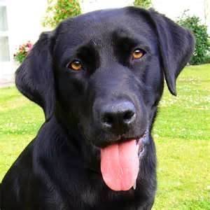 bonnie - Labrador Retriever Mâle (4 ans)