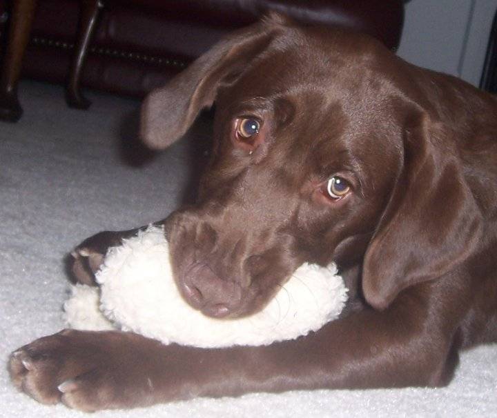 Mocha - Labrador Retriever Mâle (3 ans)