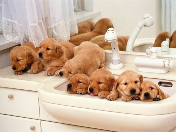 LYLY - Labrador Retriever