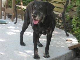 Stomie - Labrador Retriever (9 ans)