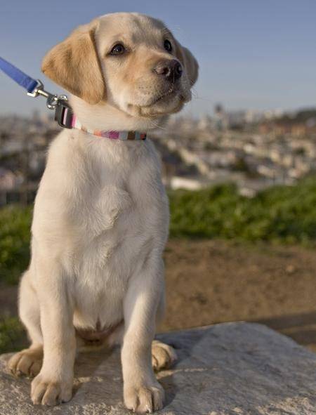 Cloe - Labrador Retriever (3 mois)