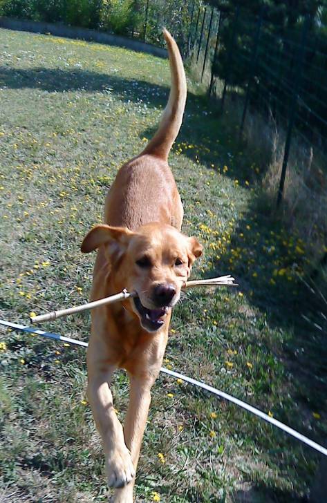 Malibu - Labrador Retriever Mâle (7 ans)