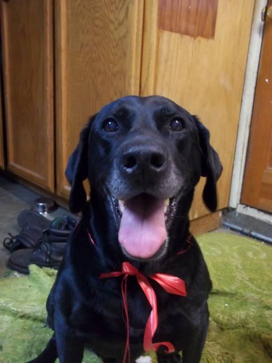 Prince - Labrador Retriever Mâle (12 ans)