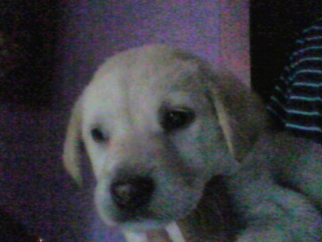 reyna - Labrador Retriever (2 mois)