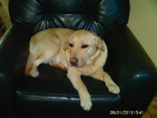 dolly - Labrador Retriever (8 mois)
