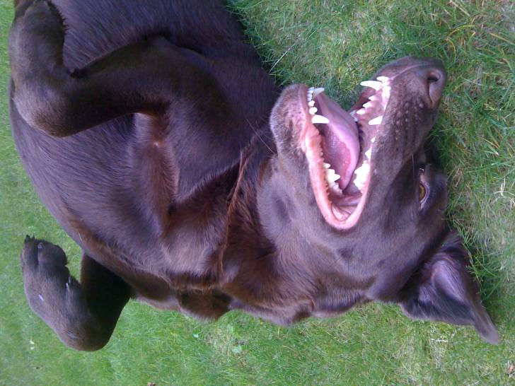 Bella - Labrador Retriever (4 ans)