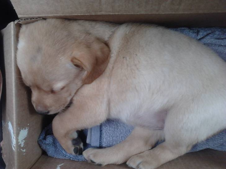 keisi - Labrador Retriever (6 mois)