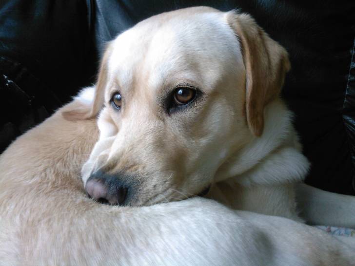 BENJI - Labrador Retriever Mâle (4 ans)