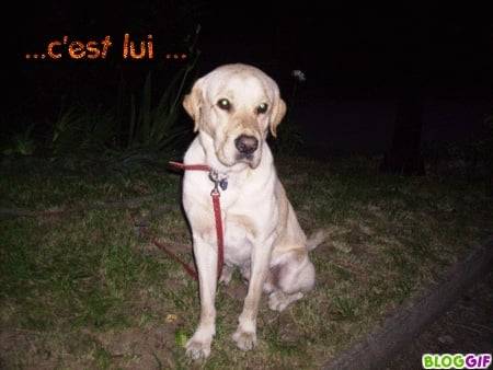 Bambou - Labrador Retriever Mâle (4 ans)