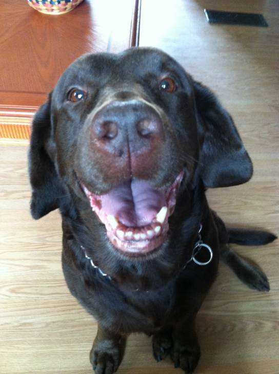 cooper - Labrador Retriever Mâle (8 ans)