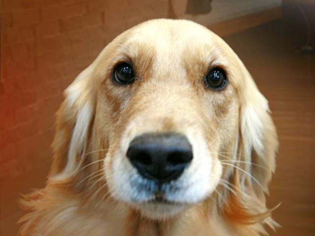 Bruno Duke Robins - Labrador Retriever Mâle (2 ans)