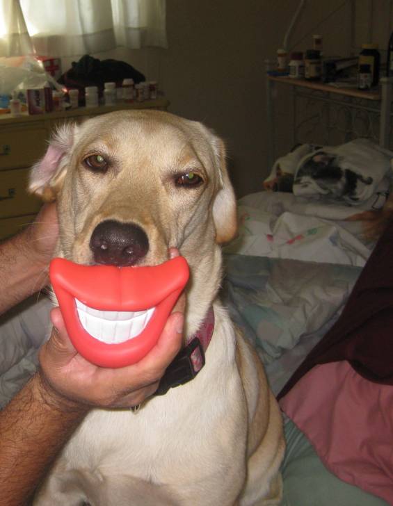 Crystal - Labrador Retriever (1 an)