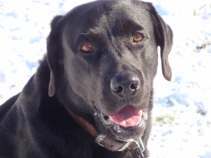 Astus - Labrador Retriever Mâle (7 ans)