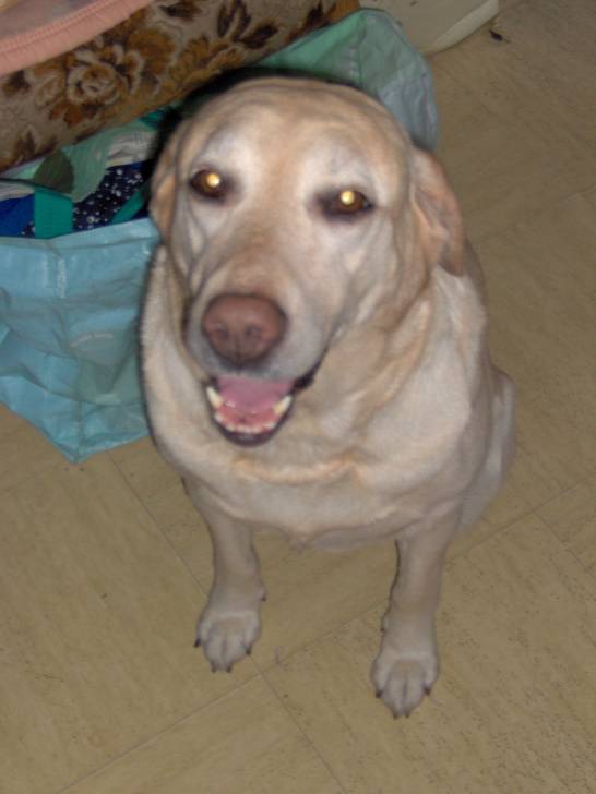 Tagnia - Labrador Retriever (8 mois)