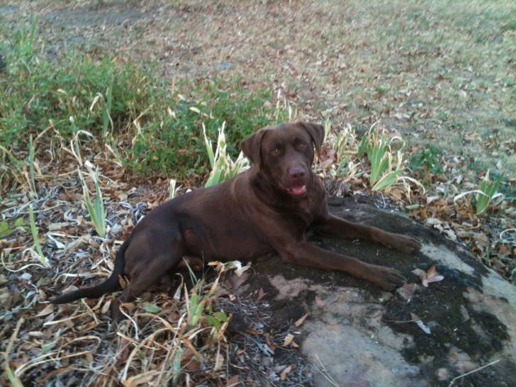 Boomer - Labrador Retriever Mâle (2 ans)