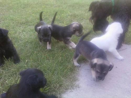 Lucky and other dogs - Labrador Retriever (1 mois)
