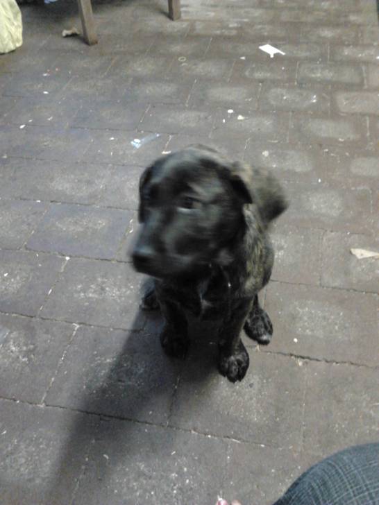trixie - Labrador Retriever (4 mois)