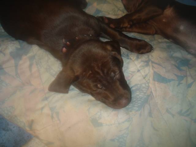 Jewl - Labrador Retriever