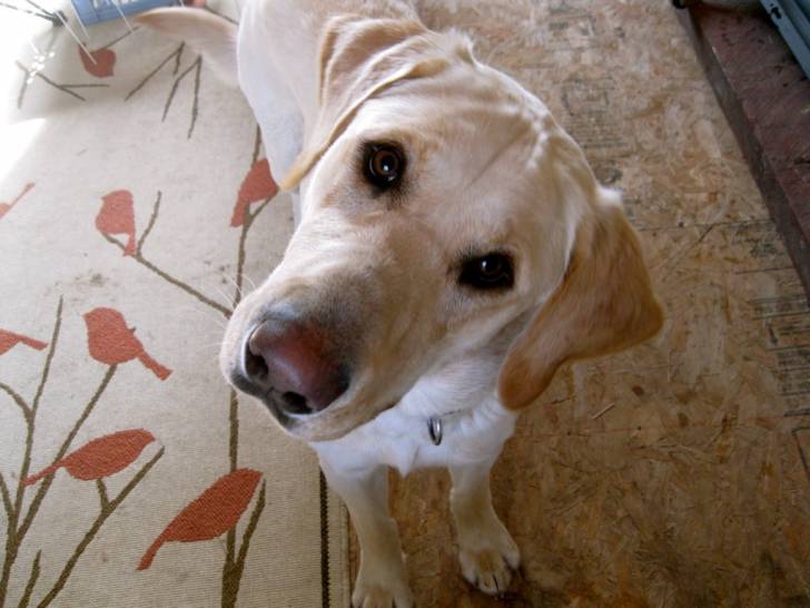 Brutus - Labrador Retriever Mâle (1 an)