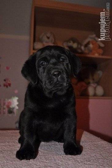 Loli - Labrador Retriever (3 mois)