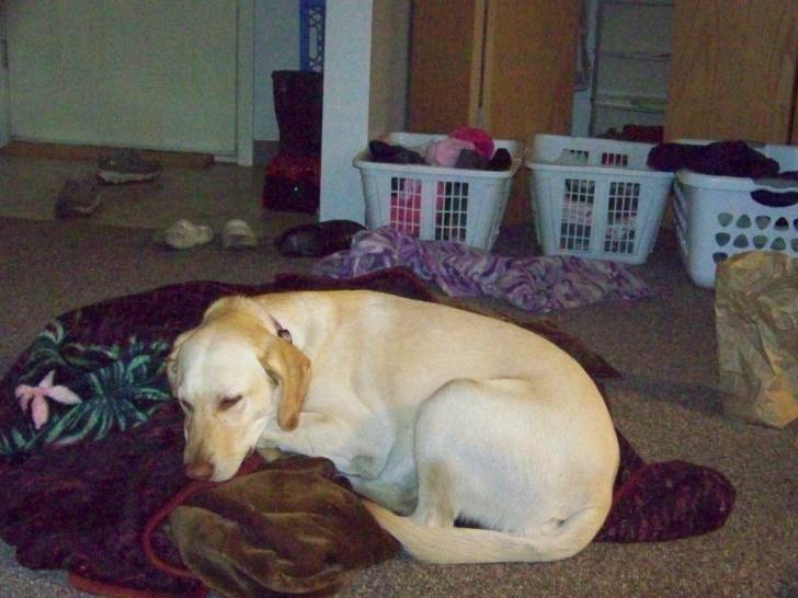 Deeva - Labrador Retriever (3 ans)