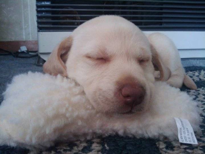 Deeva - Labrador Retriever (3 ans)