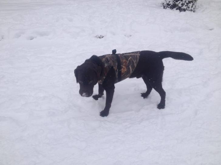 Hermès - Labrador Retriever Mâle (1 mois)