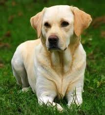 Lara - Labrador Retriever (1 an)