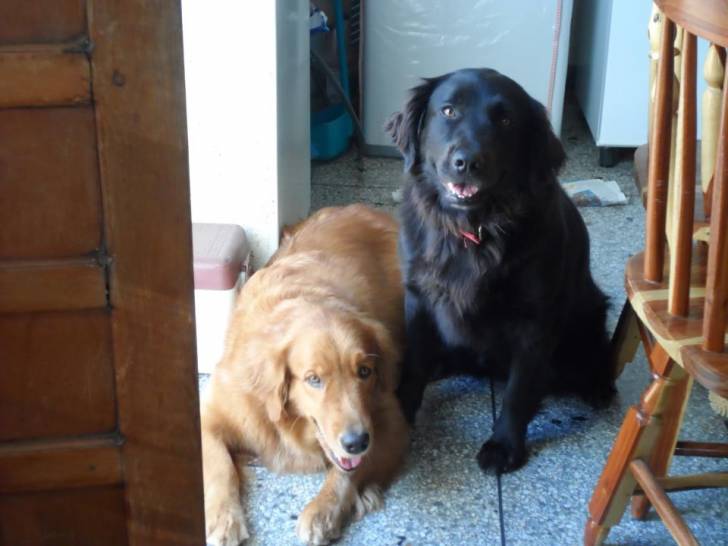 Negro y Lana - Labrador Retriever (11 ans)