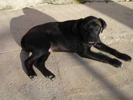 Peko - Labrador Retriever Mâle (4 mois)