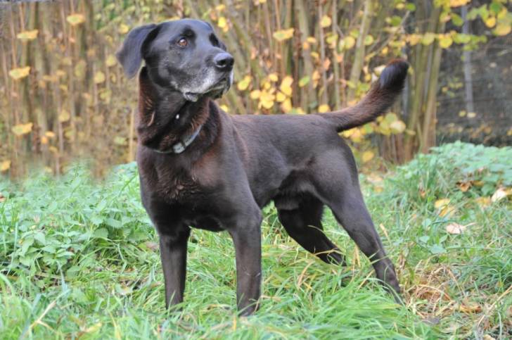 Nero - Labrador Retriever Mâle (10 ans)