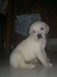 holiday - Labrador Retriever (8 mois)