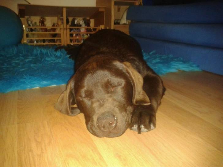 Hermès bébé - Labrador Retriever Mâle (8 mois)