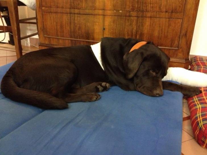 Hermès après son opération - Labrador Retriever Mâle (8 mois)