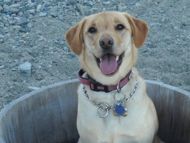 Bailey - Labrador Retriever (1 an)
