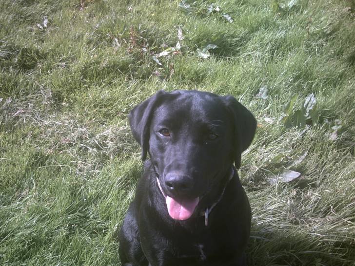 Bramble - Labrador Retriever (2 ans)