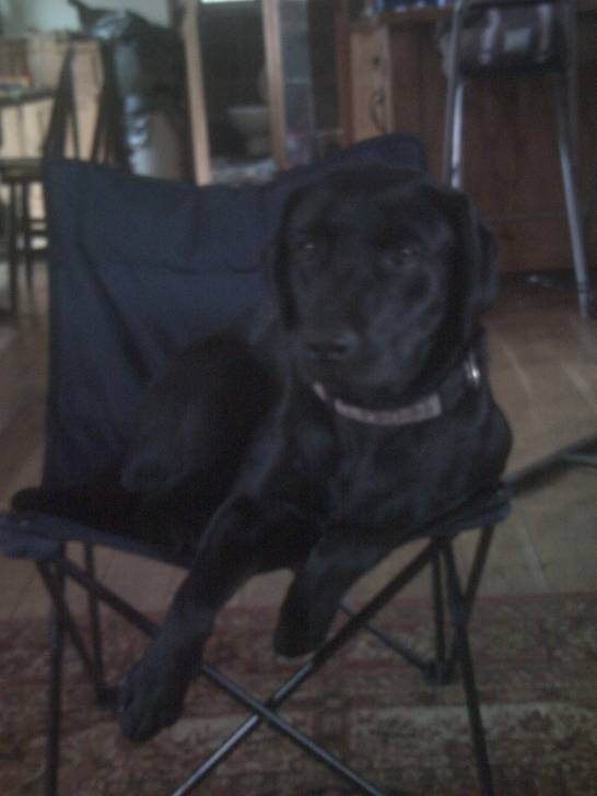 Bramble - Labrador Retriever (2 ans)