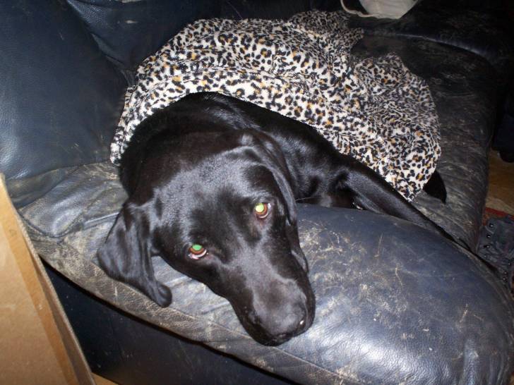 Bramble - Labrador Retriever (2 ans)