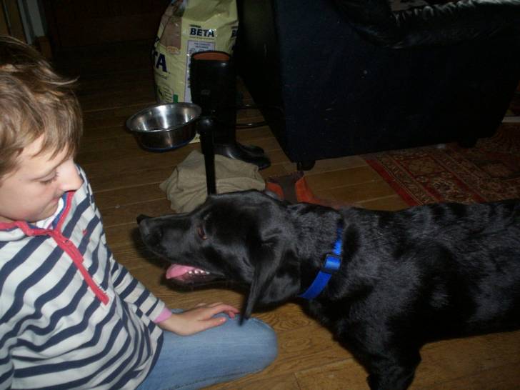 Bramble - Labrador Retriever (2 ans)