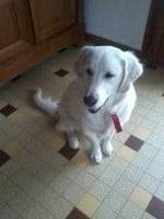 hody - Labrador Retriever Mâle (1 an)