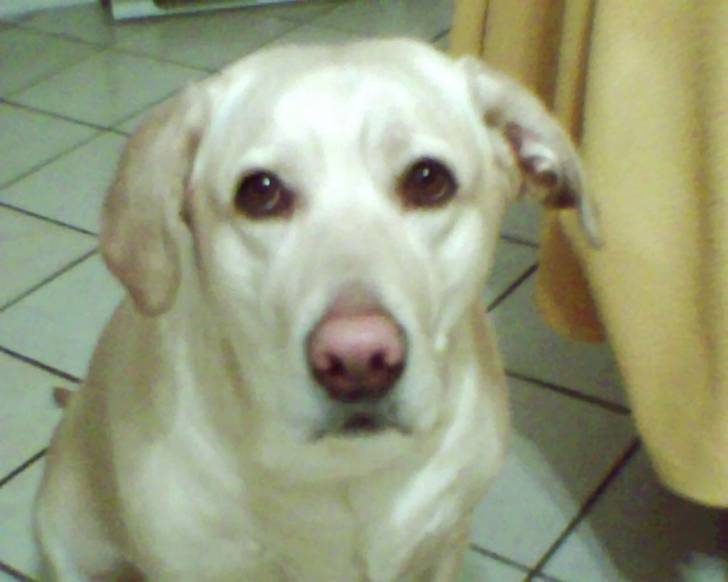 Princess - Labrador Retriever (4 ans)