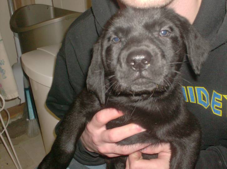 youka - Labrador Retriever Mâle (1 mois)